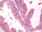 Anti-TGFB2 / TGF Beta2 Antibody 